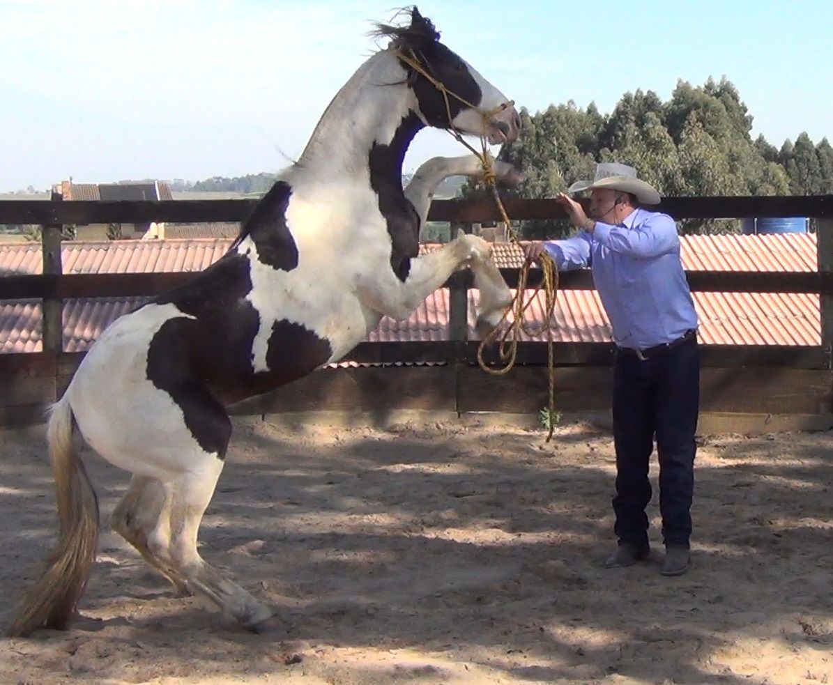 Método ML Horsemanship de doma racional