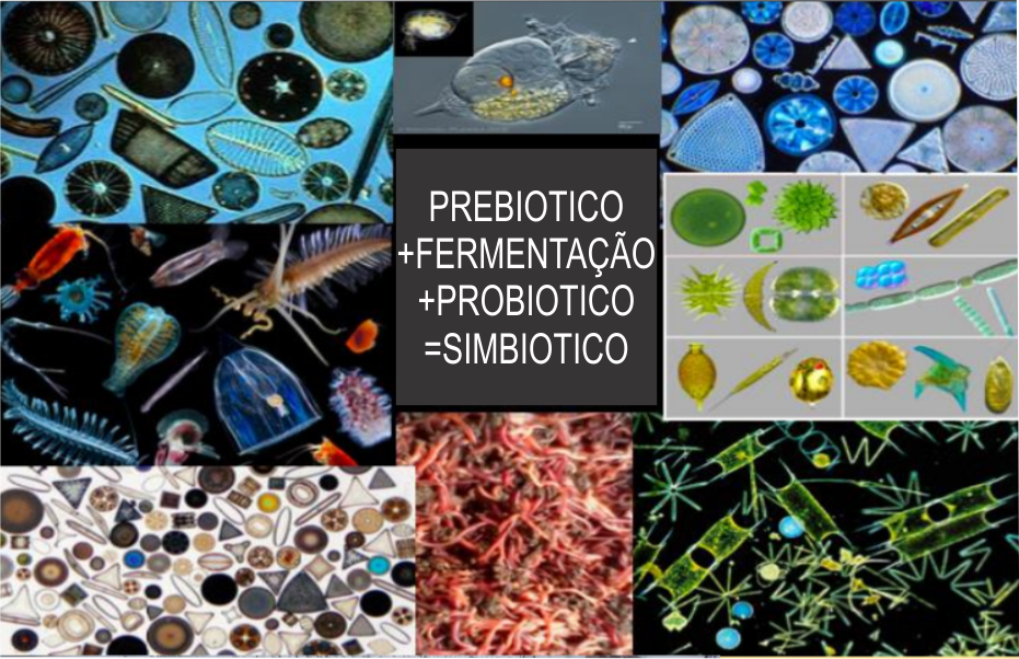 CRIAÇÃO DE CAMARÃO MARINHO E TILÁPIAS EM BIOFLOCOS LONGE DO MAR EM TANQUES DE GEOMEMBRANA E FERROCIMENTO.