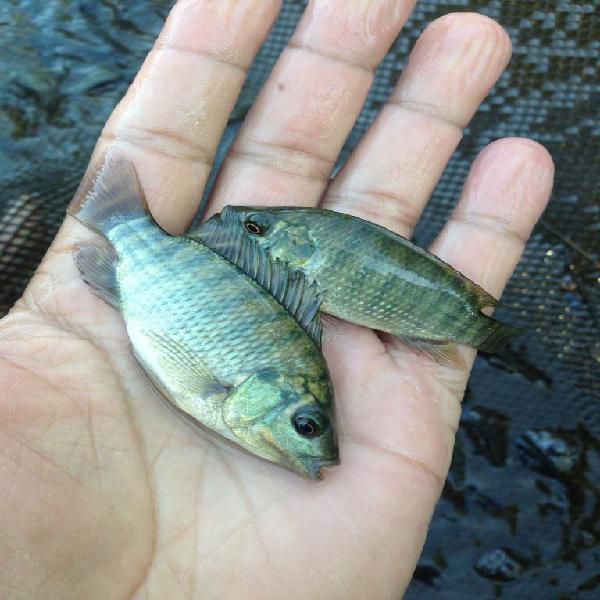CURSO Como Ganhar Dinheiro Criando Peixes