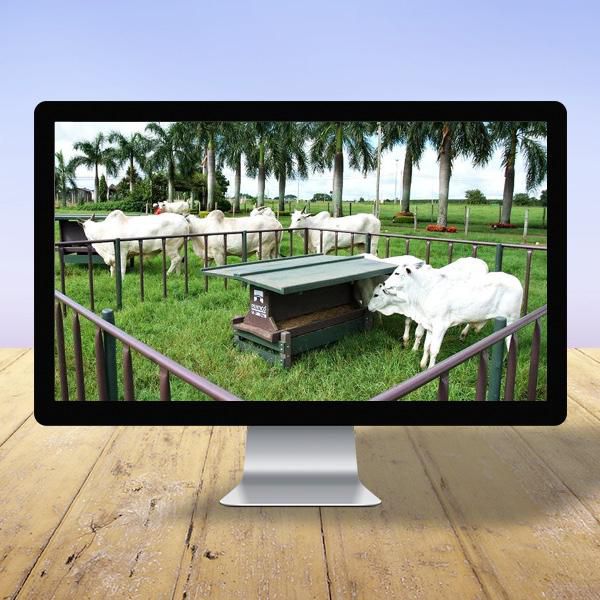 Curso de Implantação de Creep Feeding em Fazendas de Gado de Corte