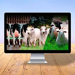 Curso de Avanços em Nutrição Mineral de Ruminantes